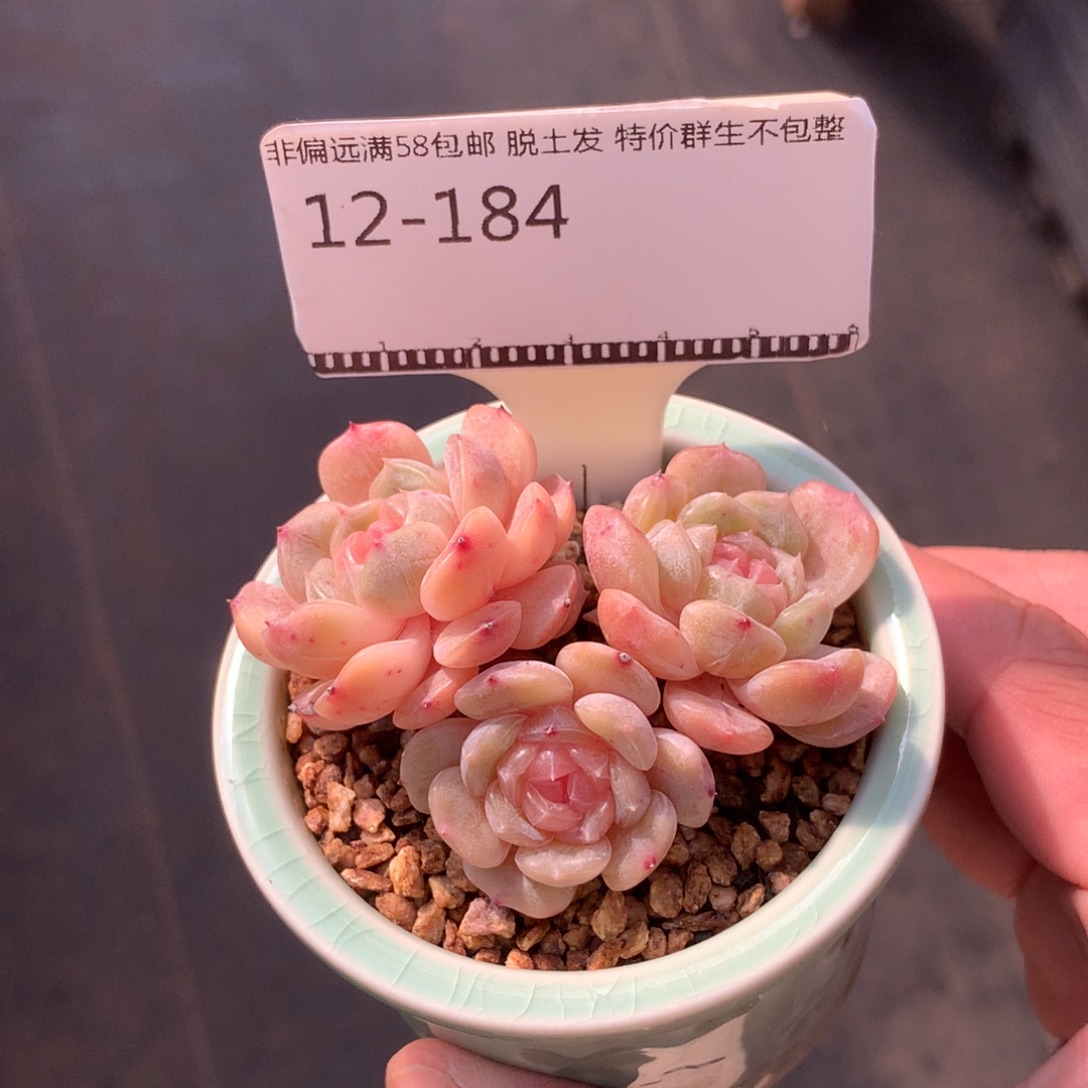 白色恋人老桩精品多肉58