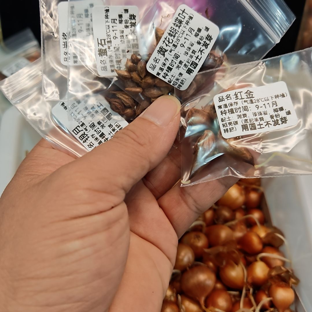 萱***酢浆草早花晚花组合111