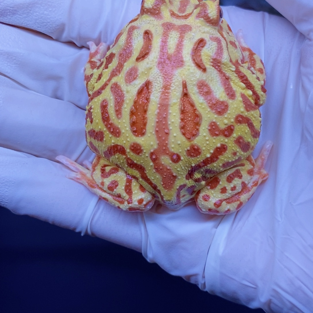 角蛙角蛙3-10cm闪购专享链接