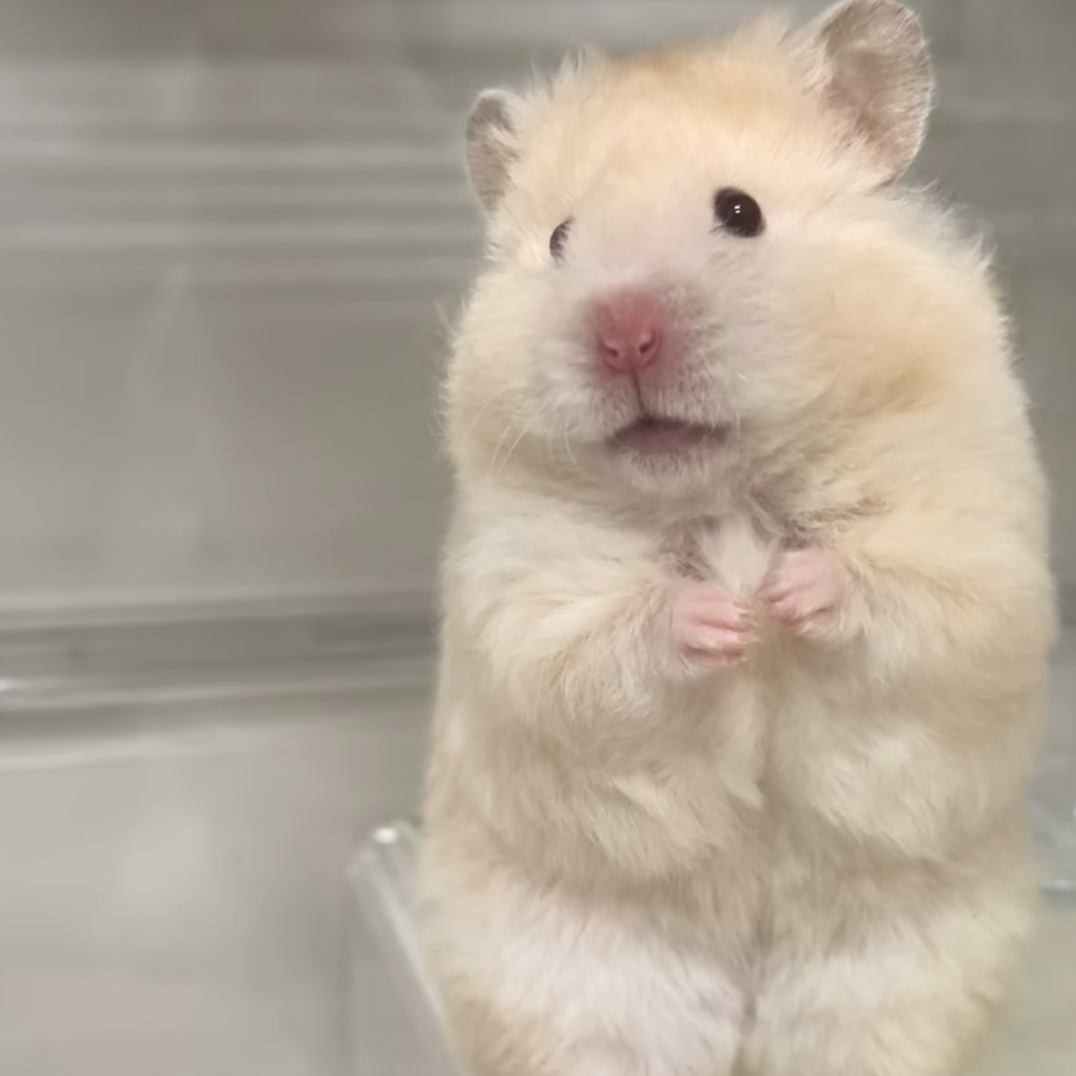 特价活体金丝熊仓鼠家养宠物温顺好养随机一只