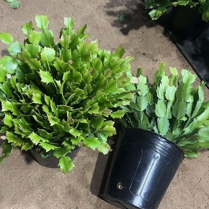 当前无花栽培后可以开花