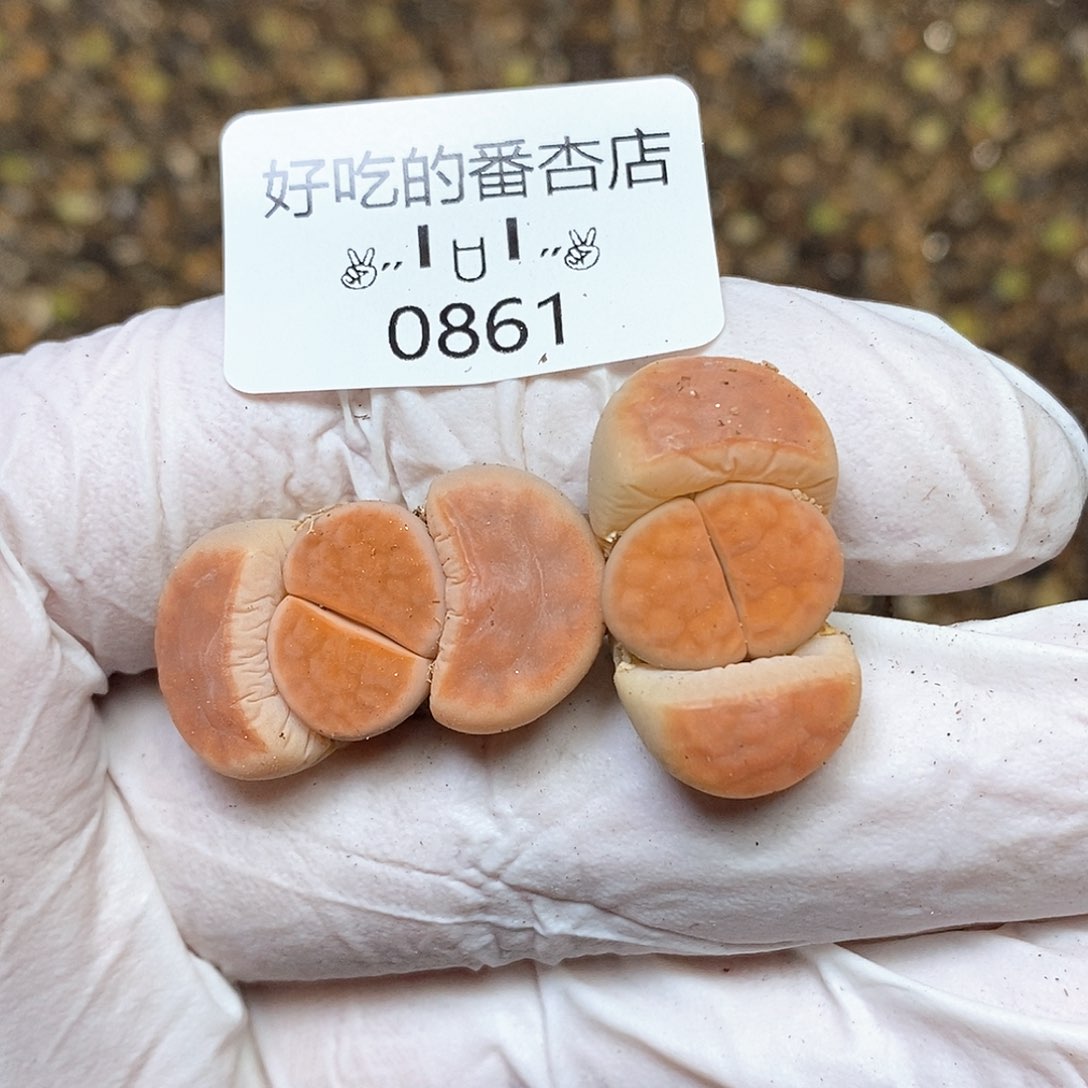 0861。冰城。零下拍保温。