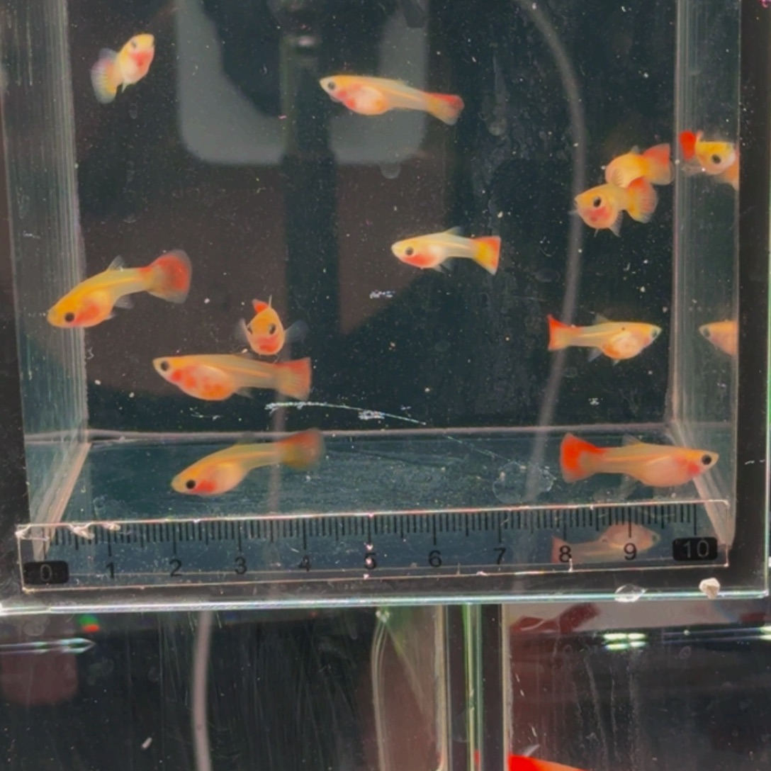 *****孔雀鱼皇家落日玻璃猫10条送4条备损，14条