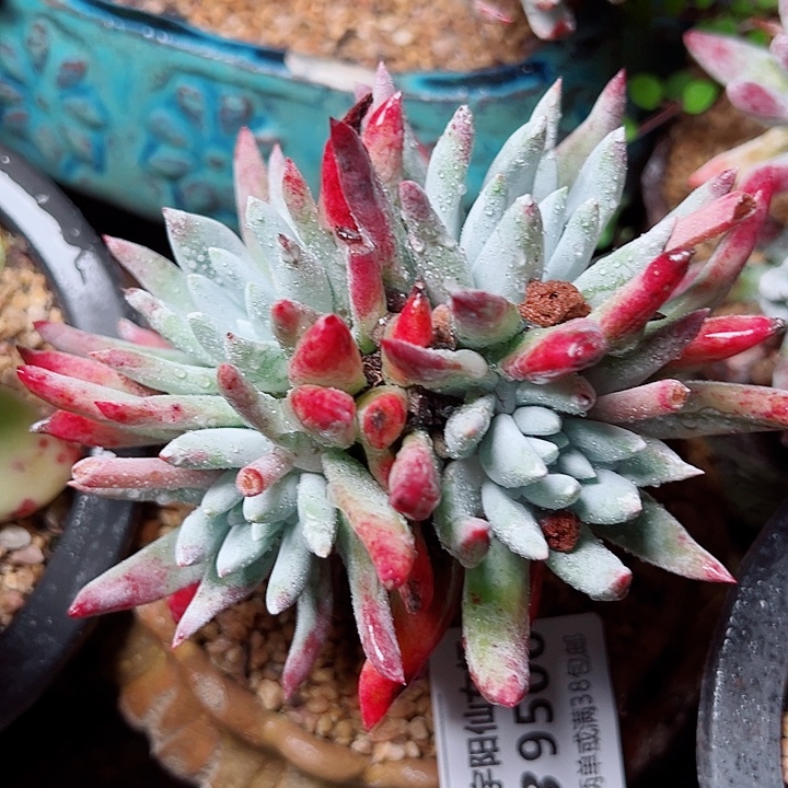 9506海瑟白雪仙女杯多肉