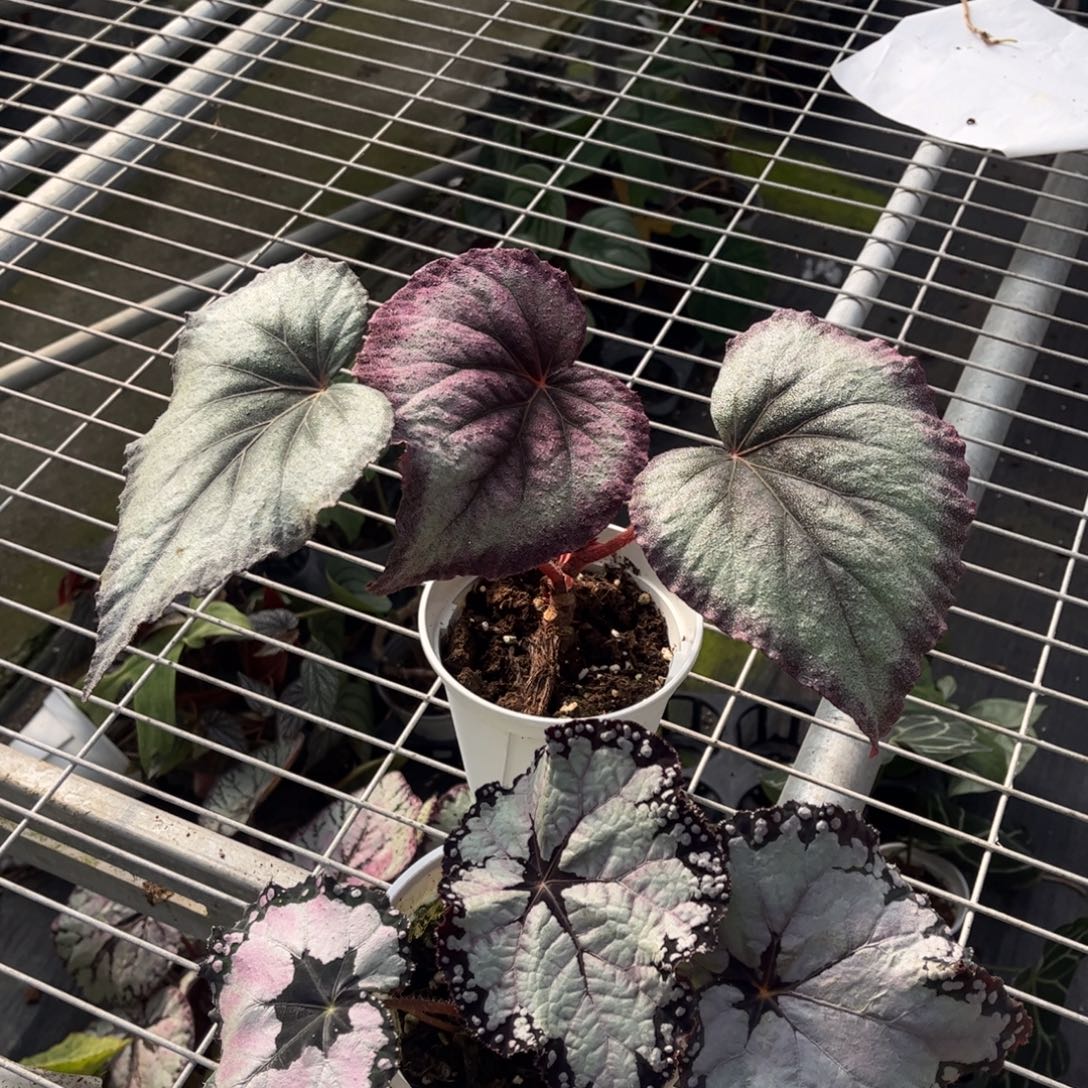 不开花植物3927（活动无售后