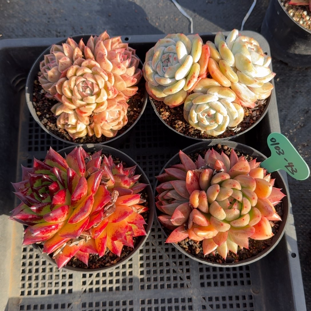 从前慢多肉精选编号0103.43