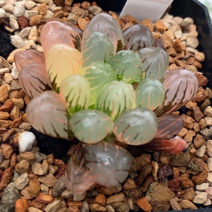 475号冰灯玉露锦带盆