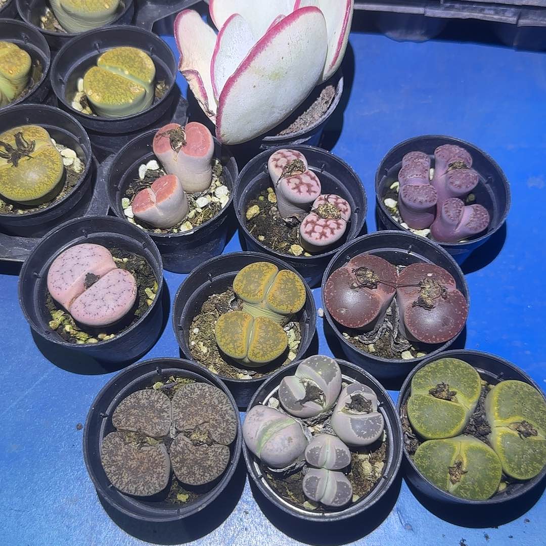 第三单生石花okok