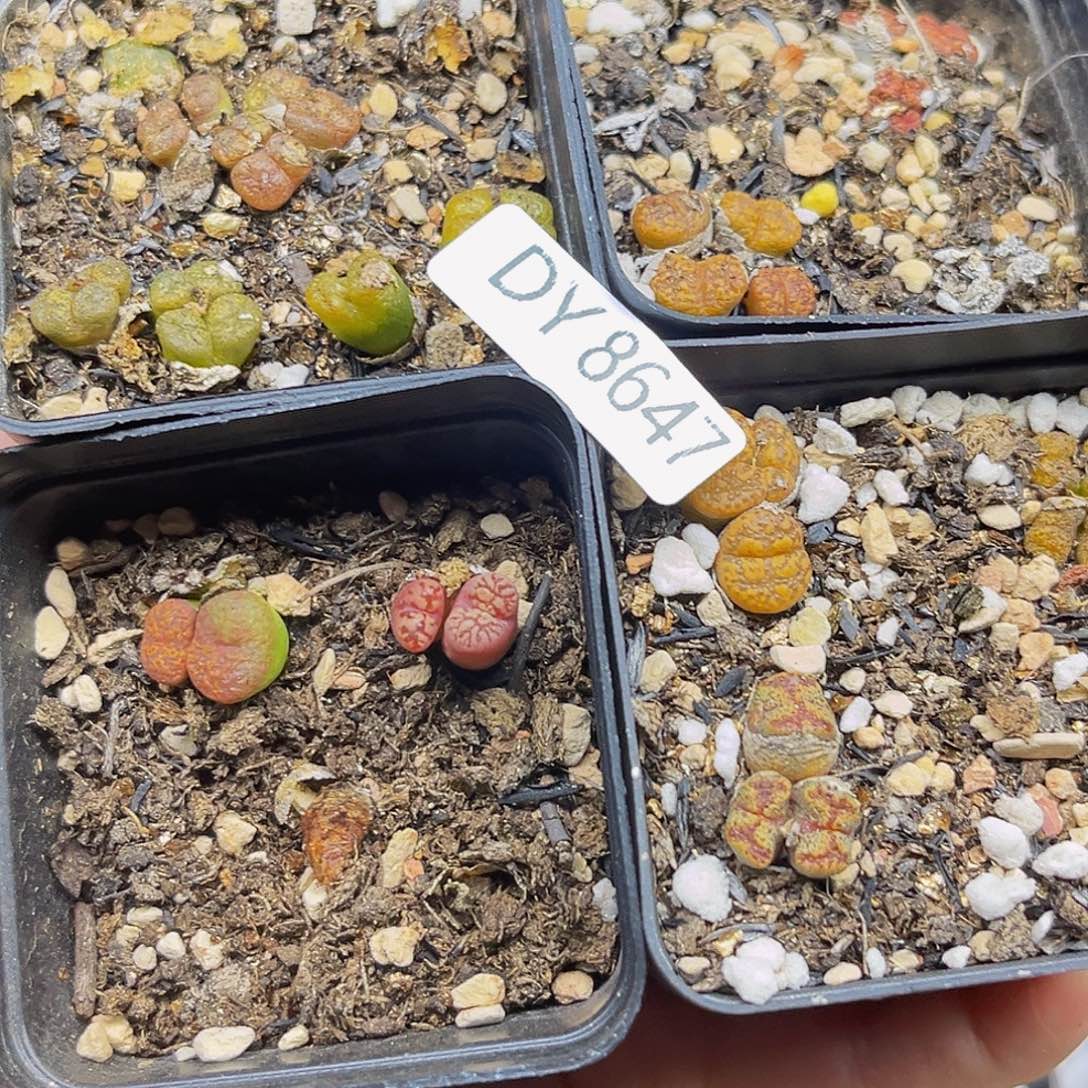 一物一拍勋章8647