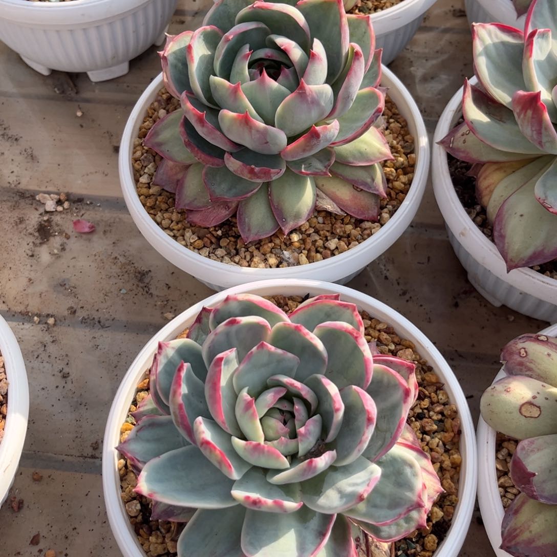 请****@2.20-8惊鸿仙子三棵