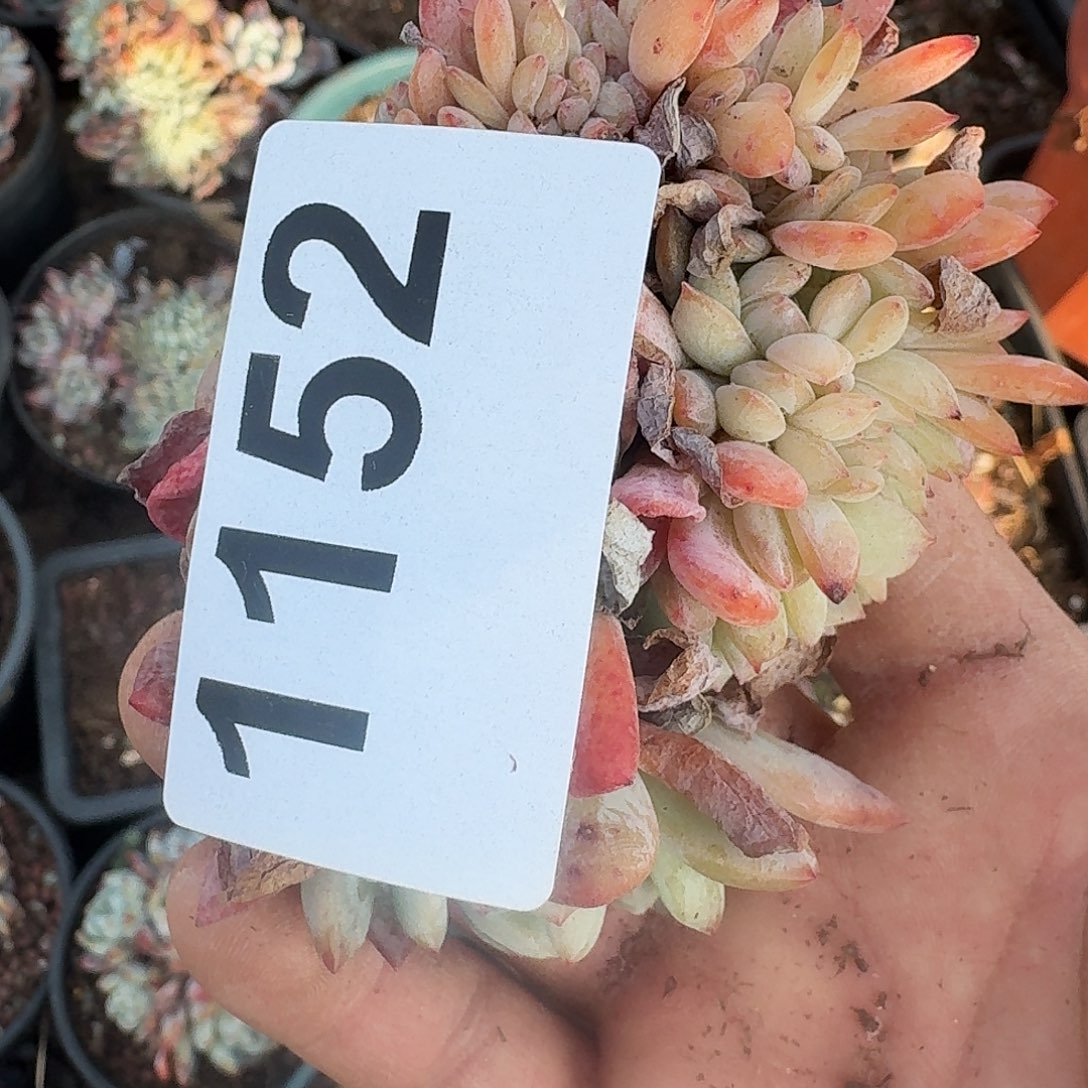 闹*妞31616466464646464