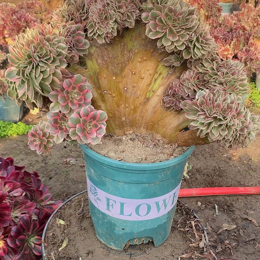 多肉植物一号粉女郎缀