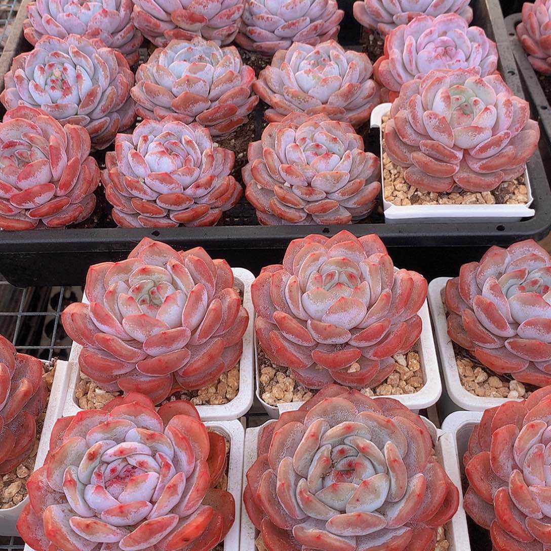 仙女橙3456788999000