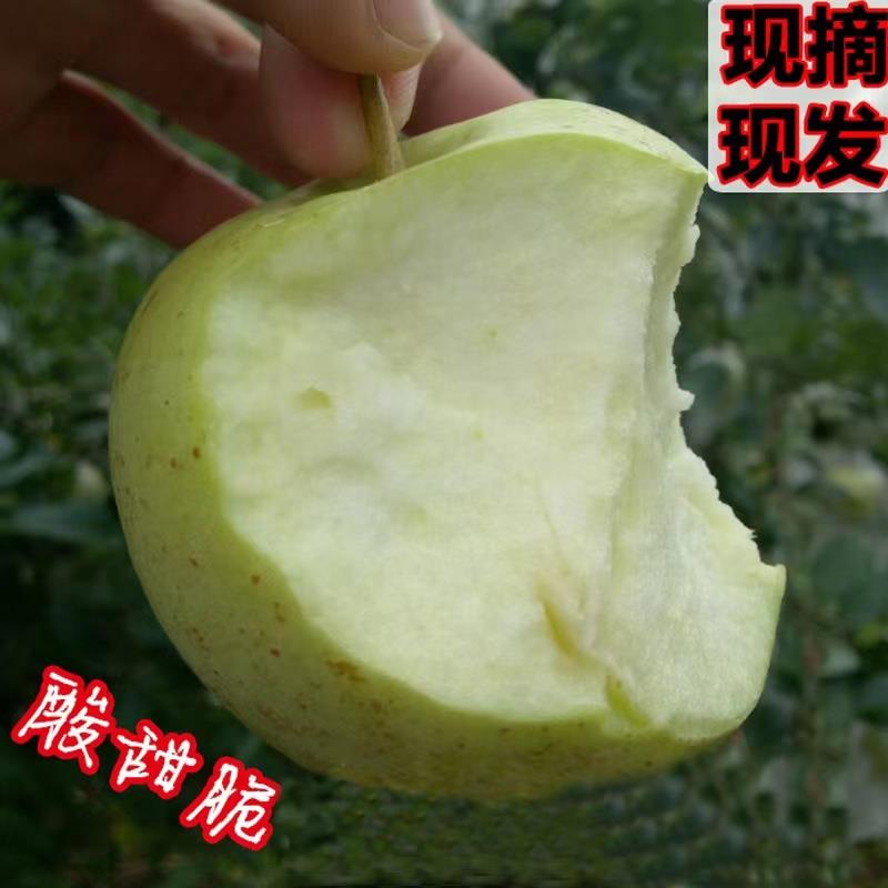 【顺丰包邮】正宗山东金帅苹果 应季新鲜水果山东省