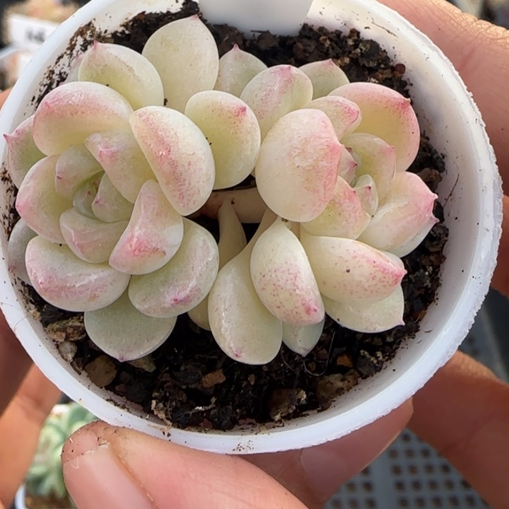 923号财富密码旺财晗雨