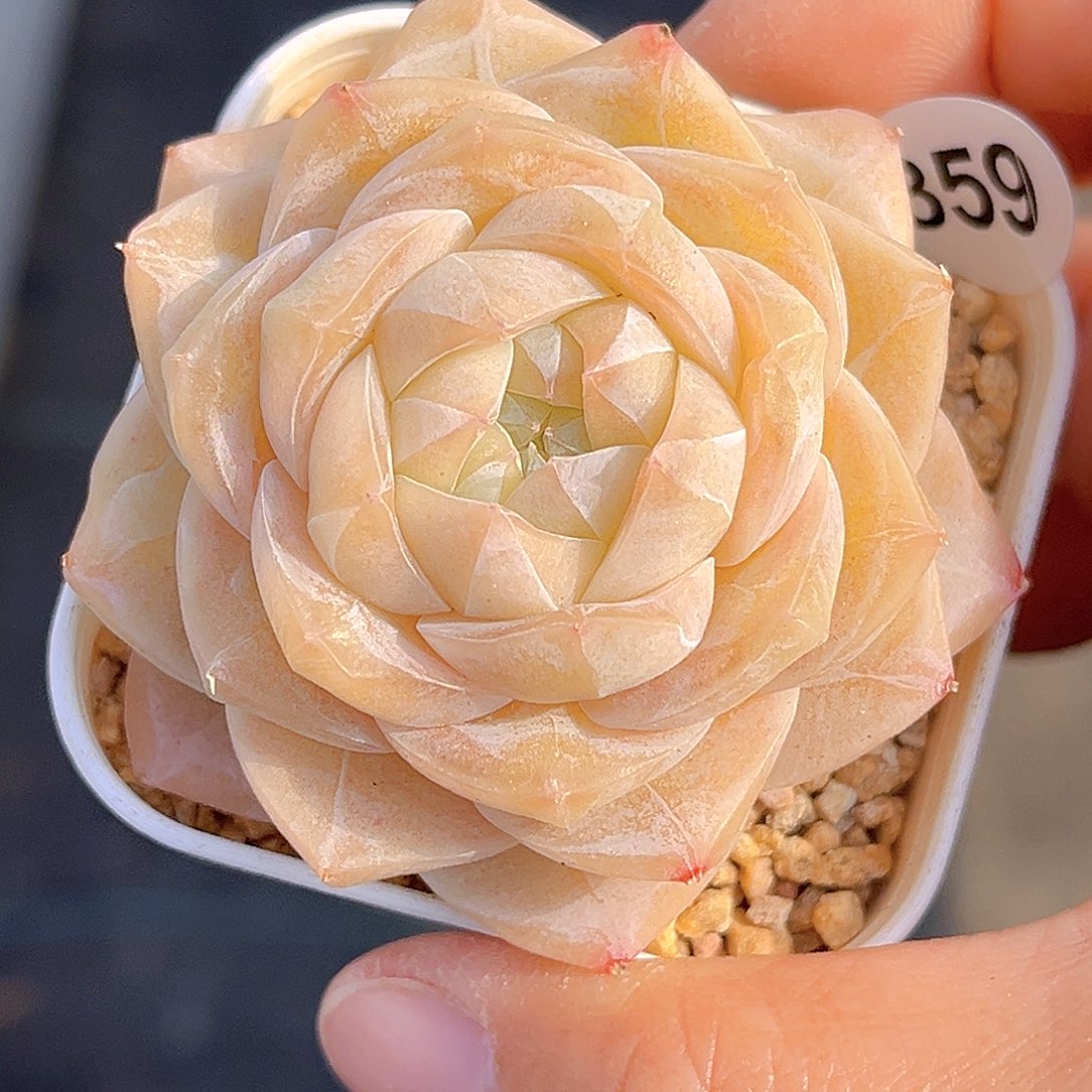 859 放漏  新品珍妮 满18包邮