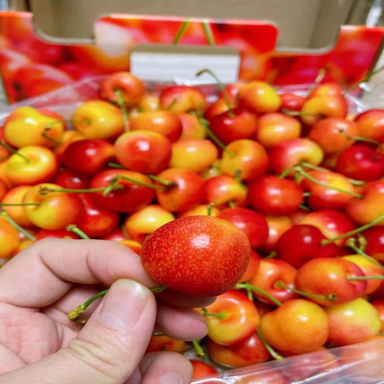 海运智利J-4J雷尼尔车厘子礼盒新鲜顺丰内附果径卡智利车厘子