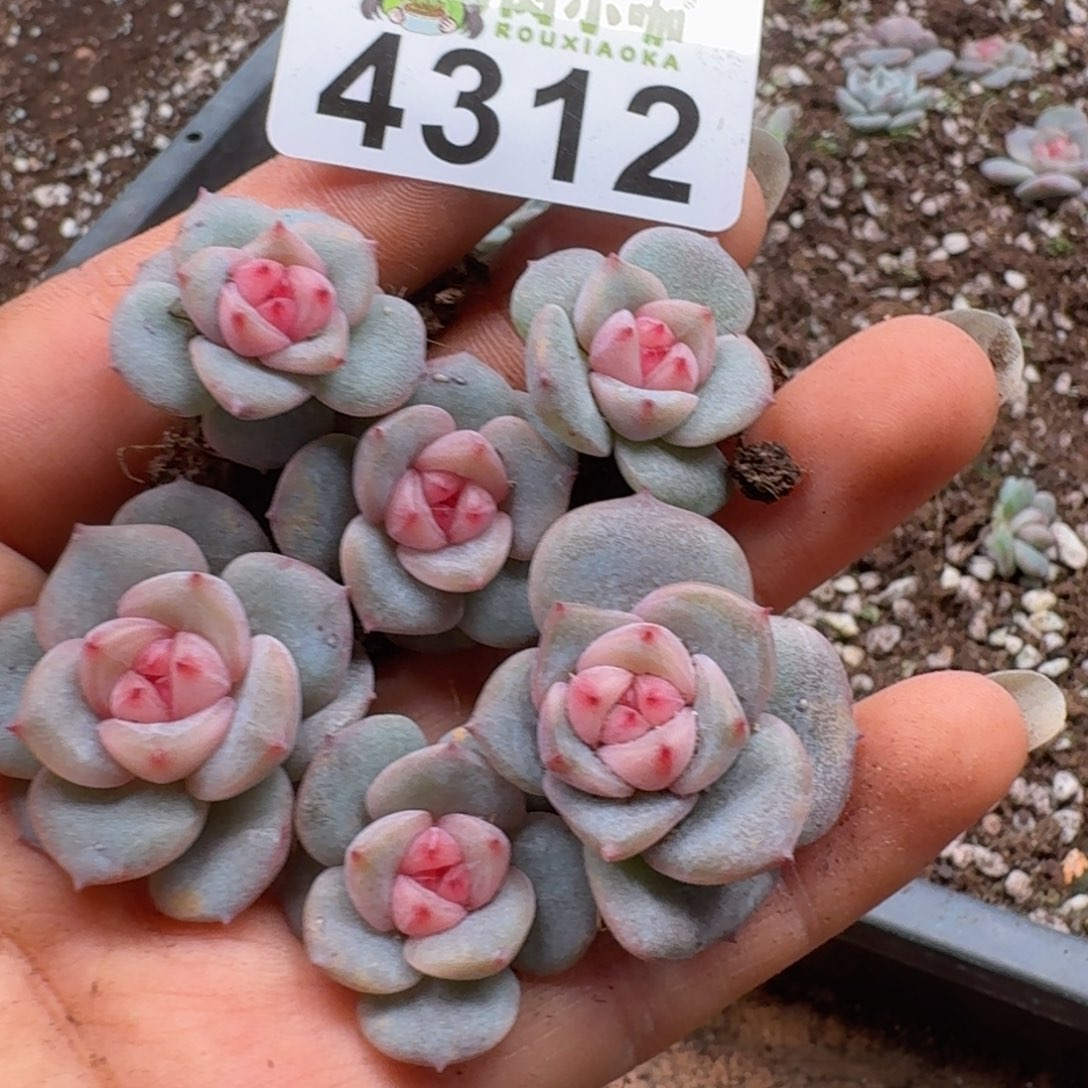 多肉植物多肉植物