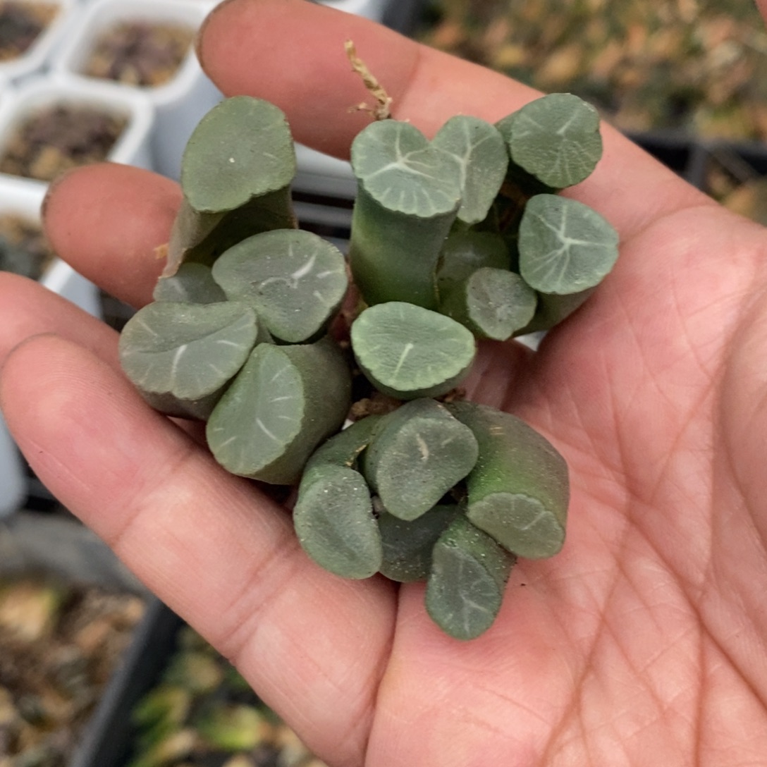 22109 一颗大糯窗万象 整点福利