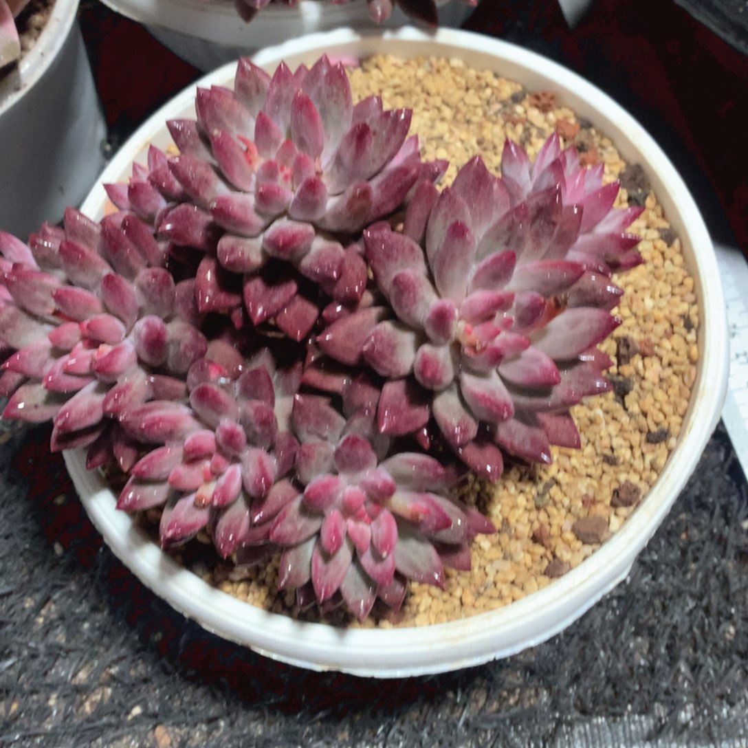 多肉植物多肉植物