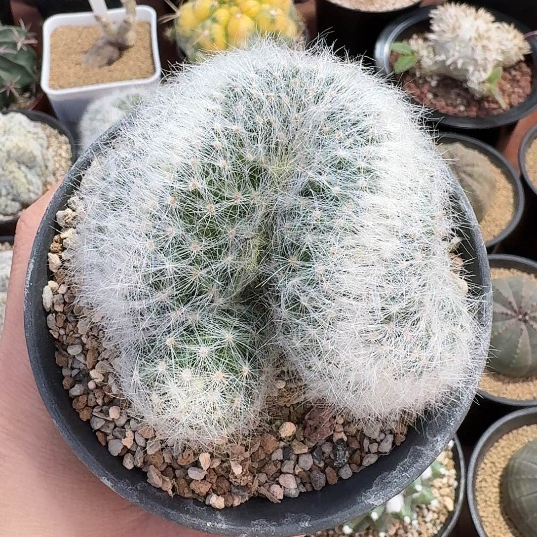 芳香丸缀仙人球123