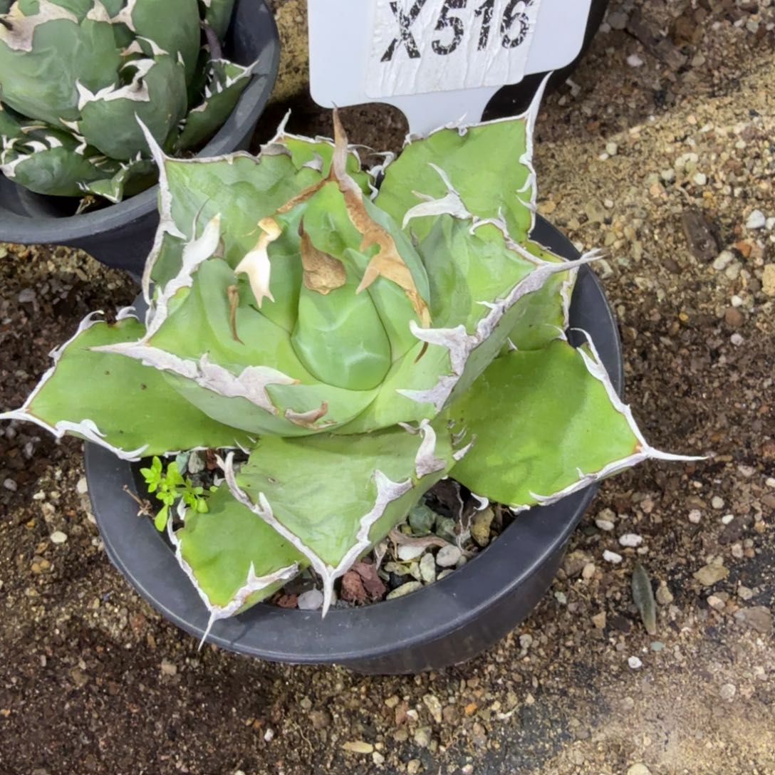 ？***福利螃蟹一颗脱土发