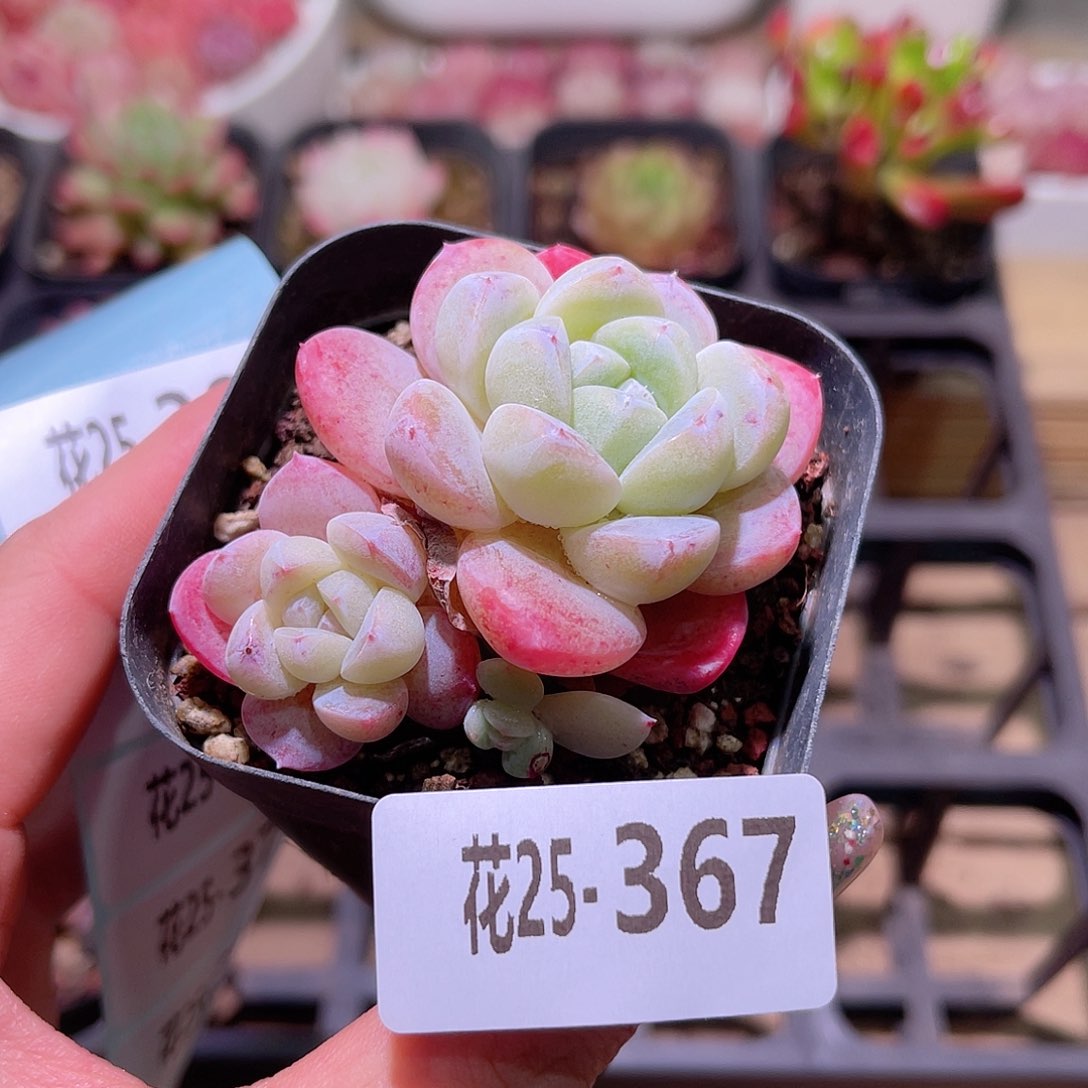 花利美25-367冰玉