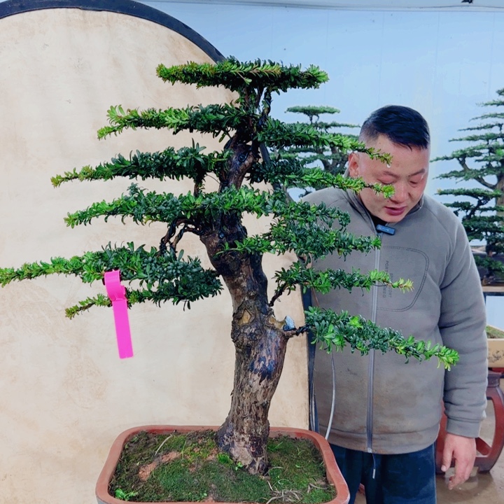 无花朵盆景园林……^_^