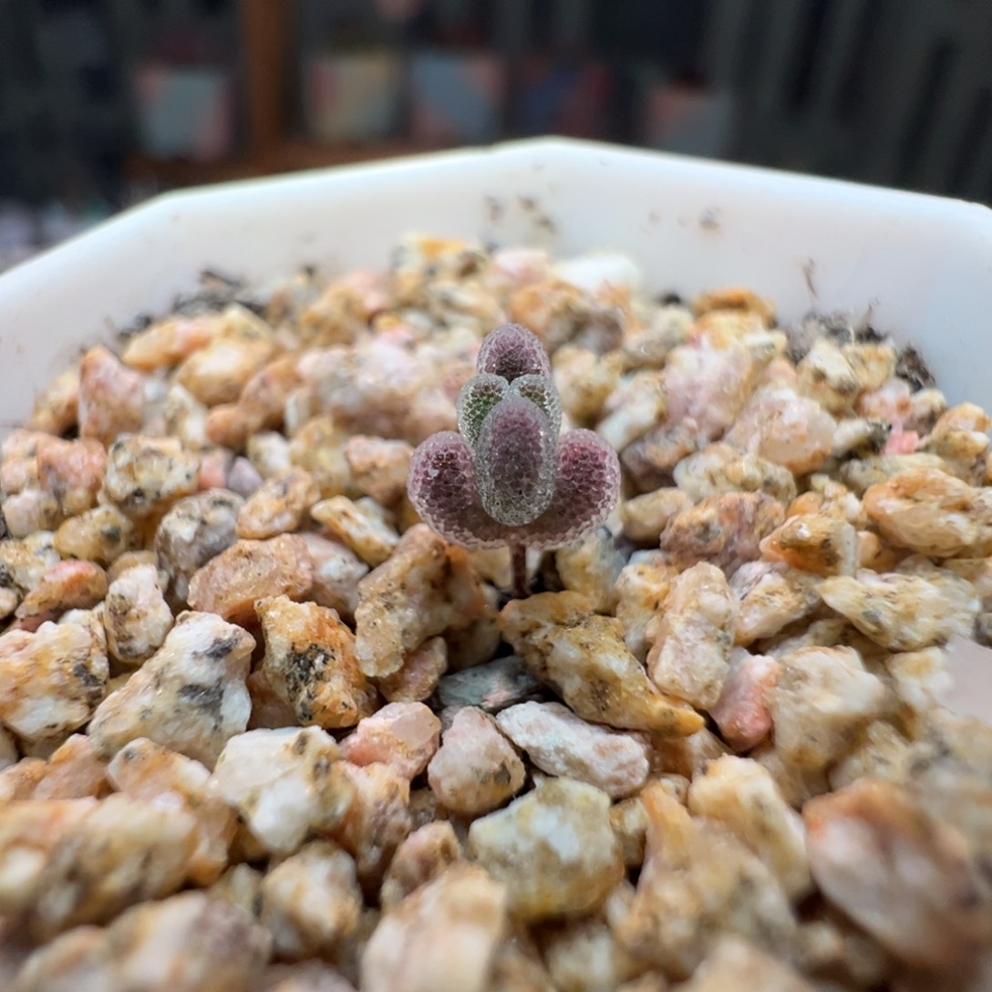 尺寸很小，3009实生冰糖雪梨，拍下不退不换