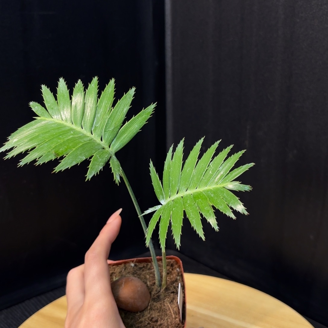 木  巨型双子铁。