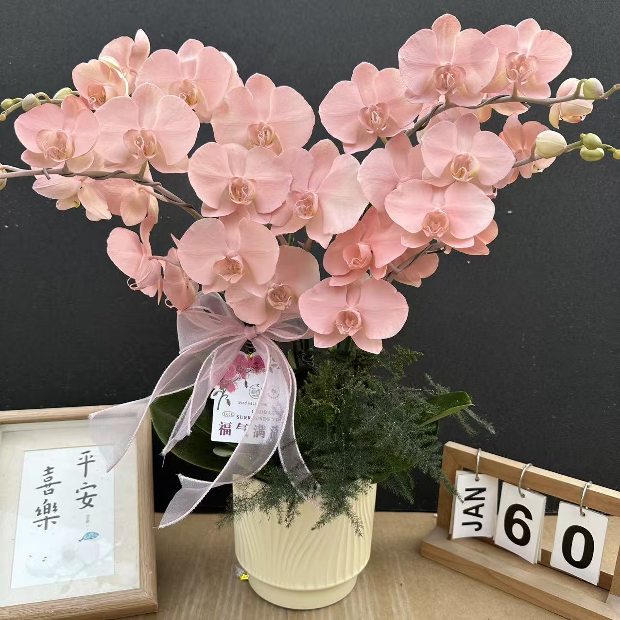 简香（火烈鸟）稀有花色喷色晕染工艺蝴蝶兰鲜花高级盆栽观花花卉