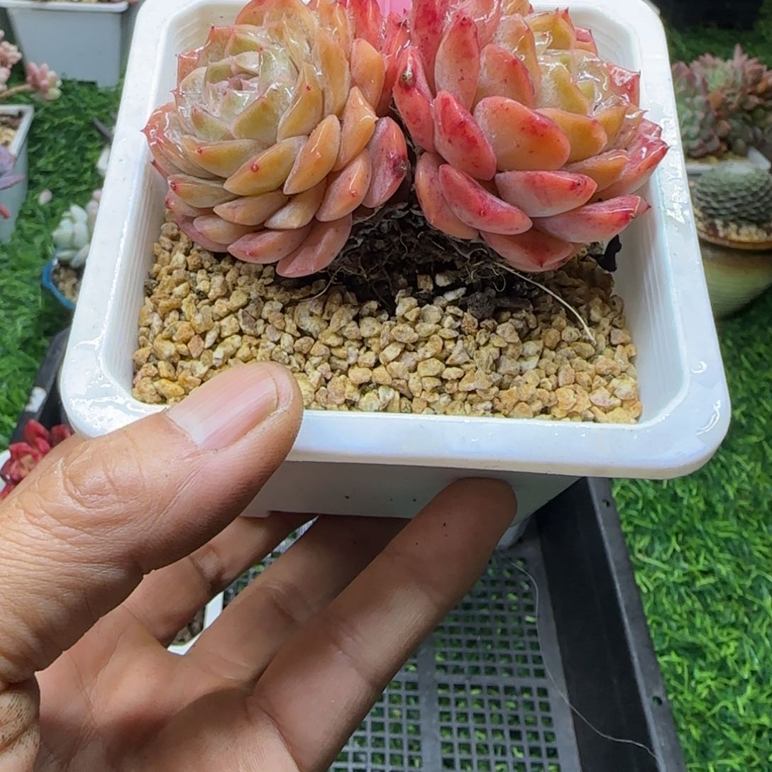 锦安精品多肉编号249