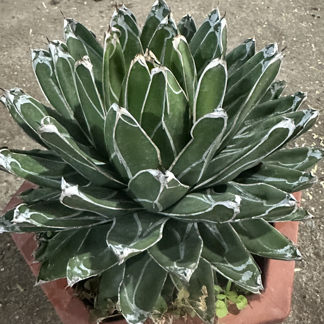 仙人球直播综合链接