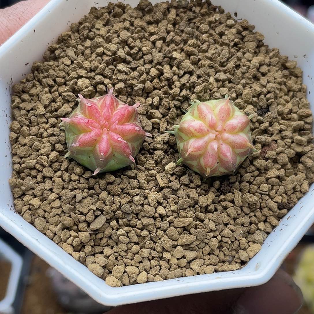 实生两颗坤坤法丽达锦 致远多肉