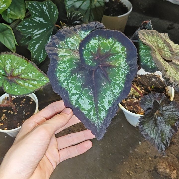黑皇后秋海棠一物一拍