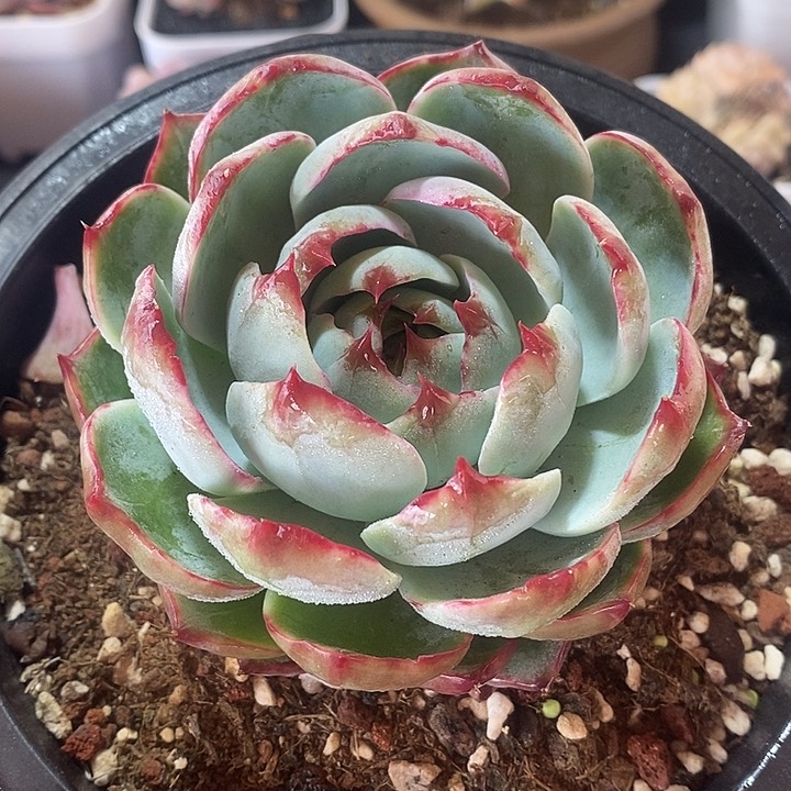 M**X春节福利惊鸿仙子429