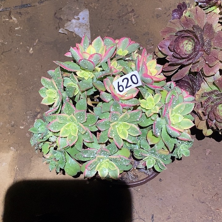 樱*多肉植物法师620艳日辉