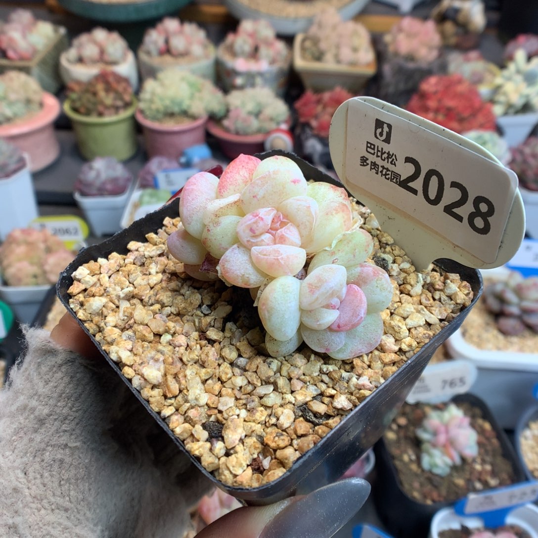 2028新年好冰玉石化