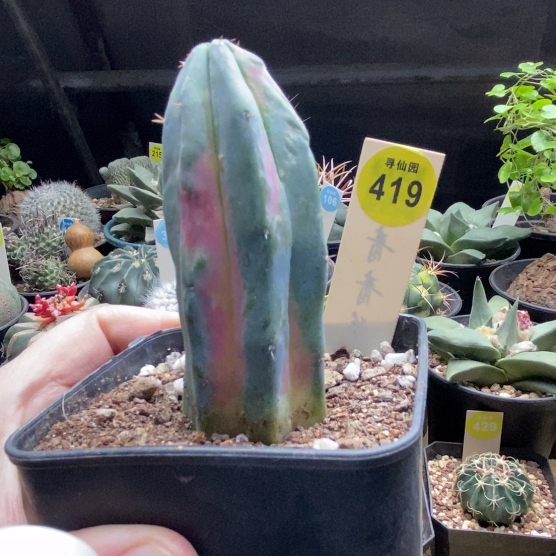 龙神木红锦一颗仙人球