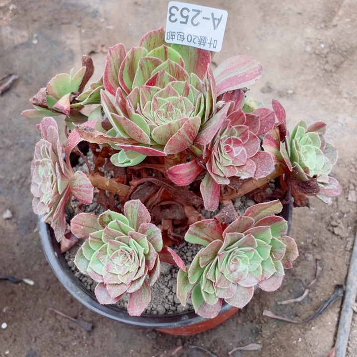 253花月夜多肉。12345678