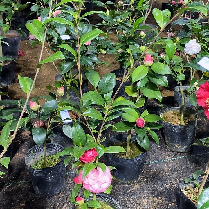 橙色珍宝茶花 带花苞