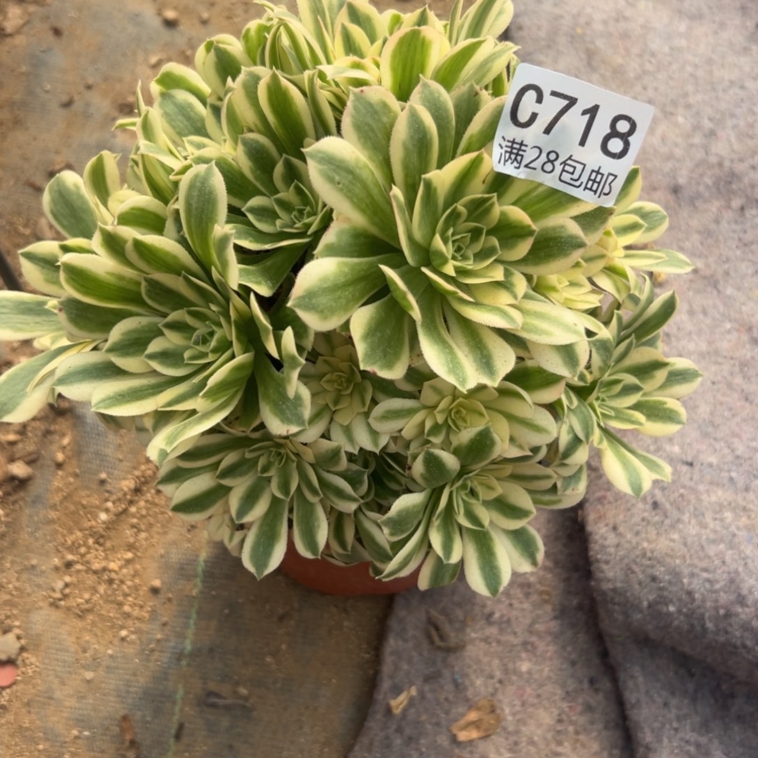 718多肉植物迈巴赫