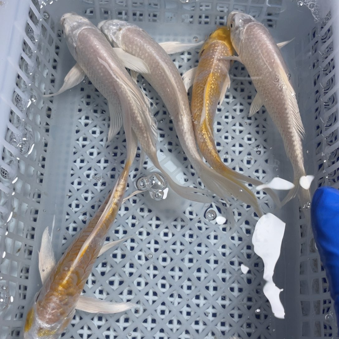 海水鱼花泰狮金鱼48