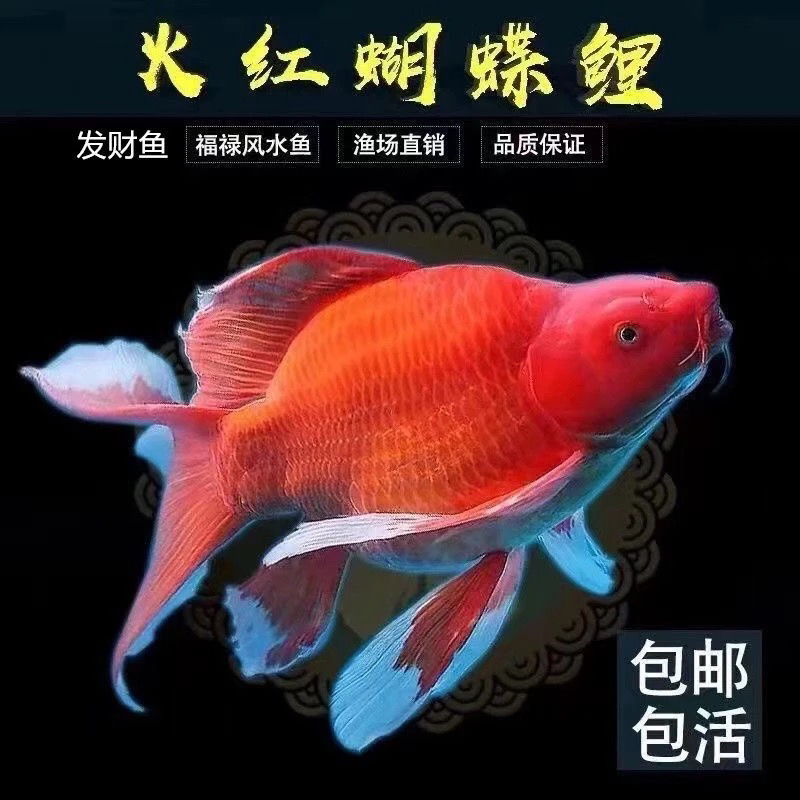 蝴蝶鲤观赏鱼 大鳍大尾 直播间专拍