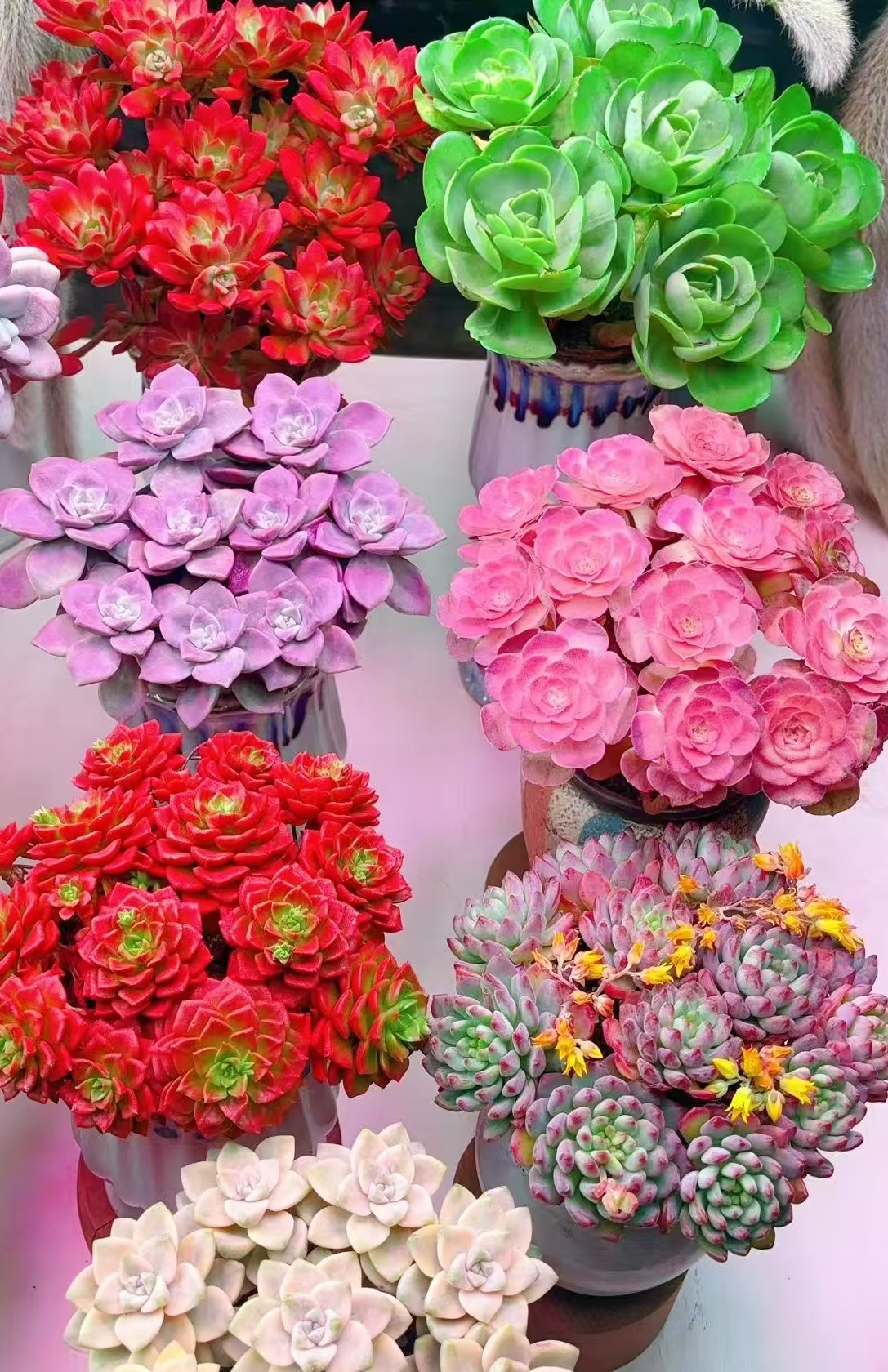 {豪华大礼包} 带盆土发 新手好养活 室内外养 金喜多肉