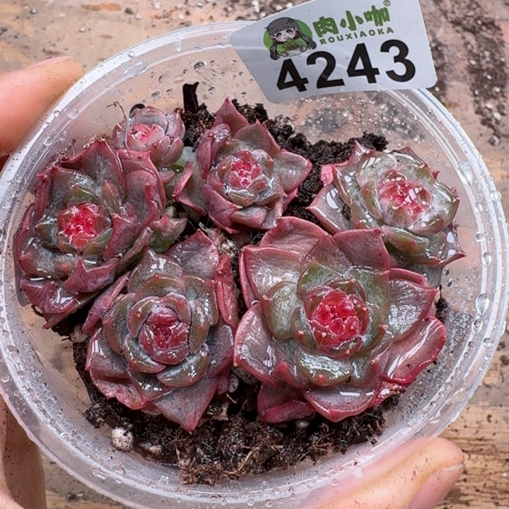 多肉植物多肉植物