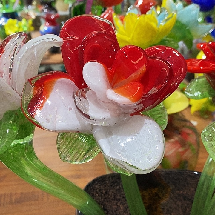 玫瑰花高45厘米宽12