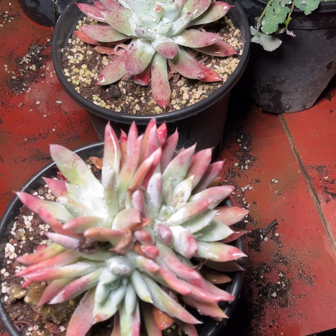 8618帕翠啥仙女杯多肉