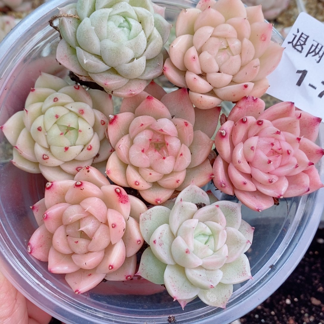 1-73 新疆西藏内蒙不发12.8包邮2-3公分多肉