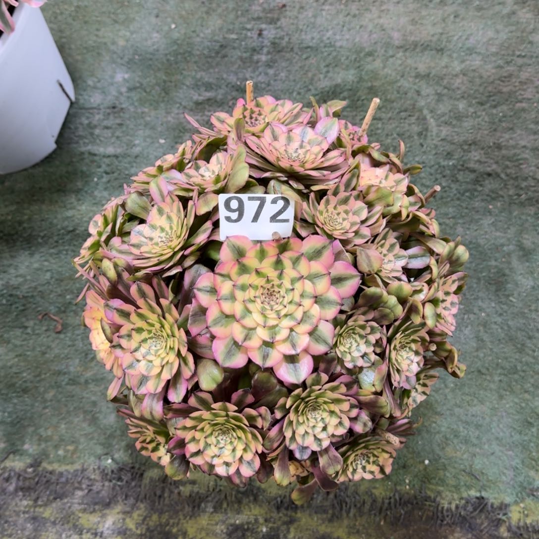 怠*972！粉美姬法师多肉植物